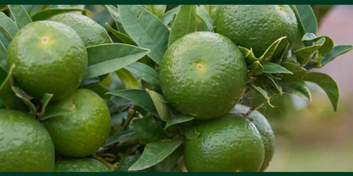 Cena Olfattiva a base di Chinotto di Savona