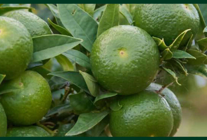 Cena Olfattiva a base di Chinotto di Savona
